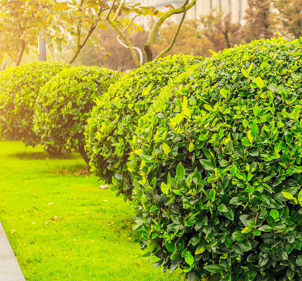 elagage-abattage-arbres