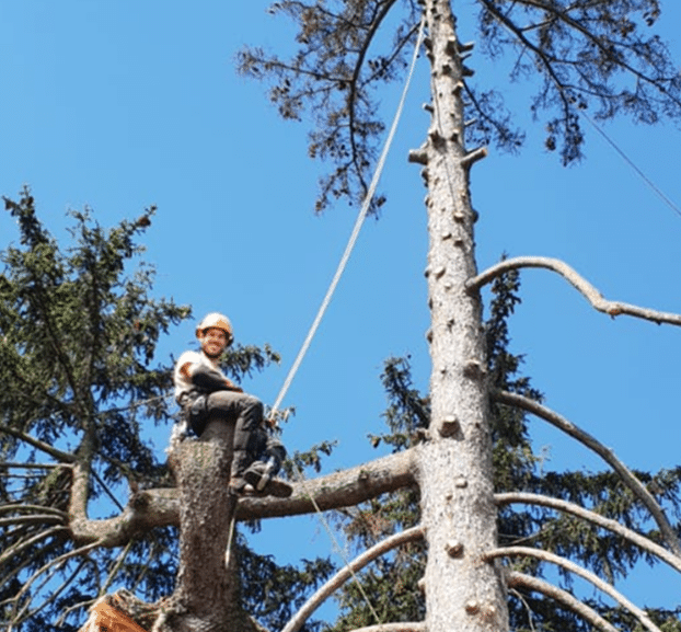 elagage-arbres-jardins-94-aidlib (1)